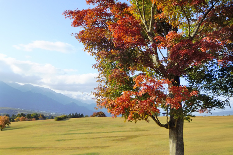 もみじ 池田町創造館