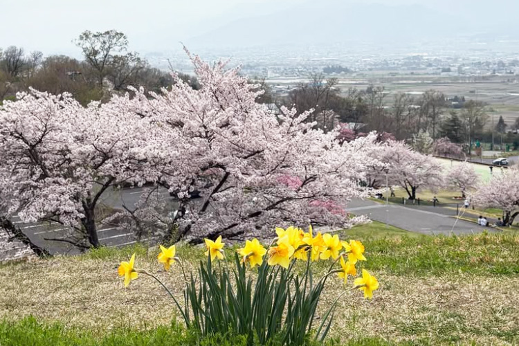 さくらと水仙 池田町創造館
